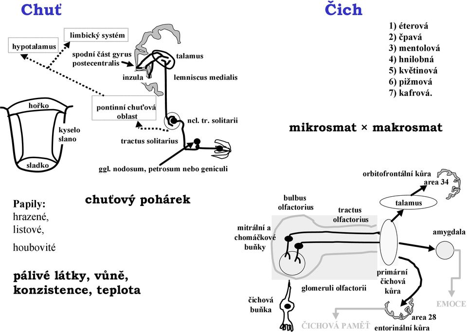 nodosum, petrosum nebo geniculi orbitofrontální kůra area 34 Papily: hrazené, listové, houbovité chuťový pohárek mitrální a chomáčkové buňky bulbus olfactorius