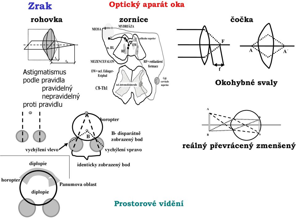 ncl. Edinger- Estphal C8-Th1 ncl. intremediolateralis RF= retikulární formace Ggl.