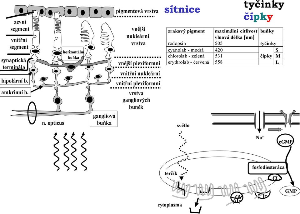 vnitřní plexiformní vrstva gangliových buněk sítnice tyčinky čípky zrakový pigment maximální citlivost buňky vlnová délka