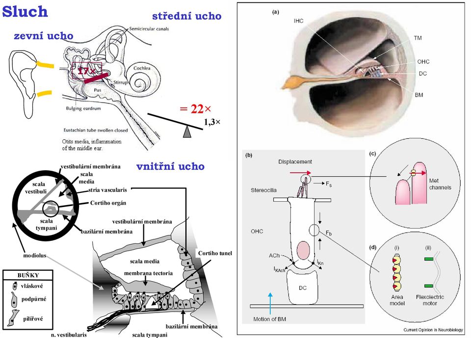 vestibulární membrána bazilární membrána Cortiho tunel modiolus scala media