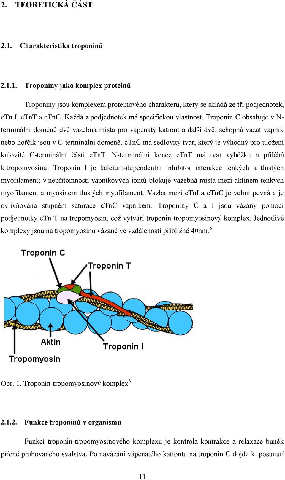 Troponin C obsahuje v N- terminální doméně dvě vazebná místa pro vápenatý kationt a další dvě, schopná vázat vápník nebo hořčík jsou v C-terminální doméně.