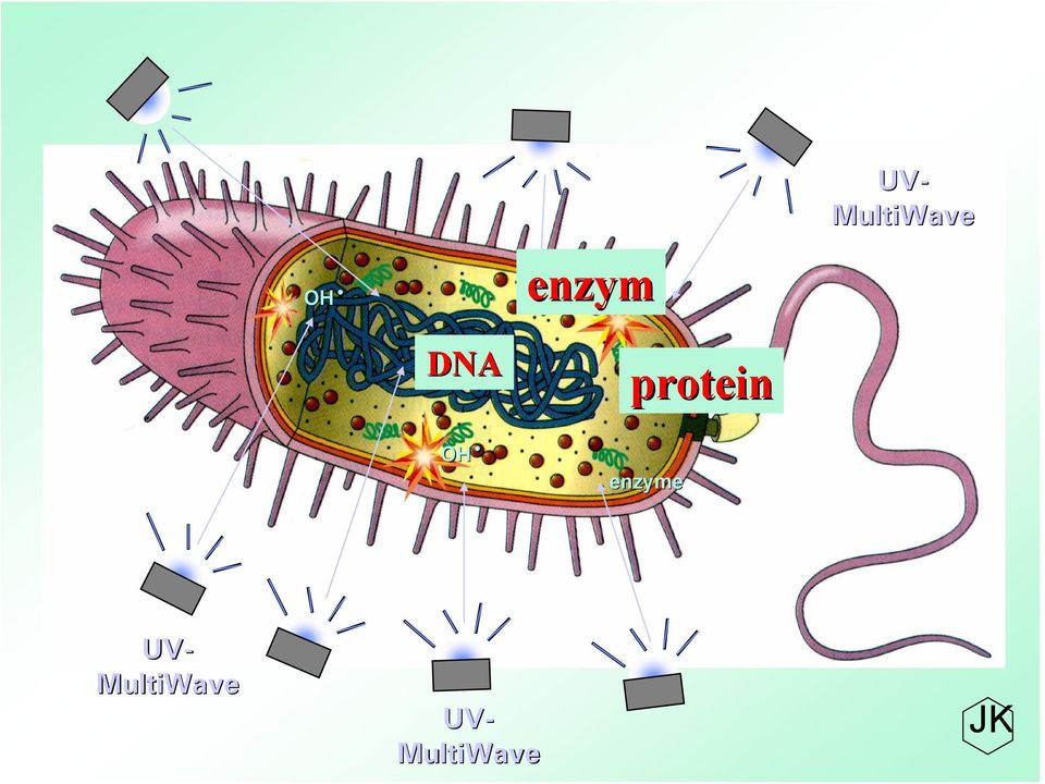 MultiWave DNA OH