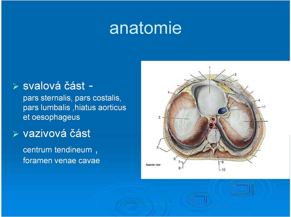 lumbalis,hiatus aorticus et