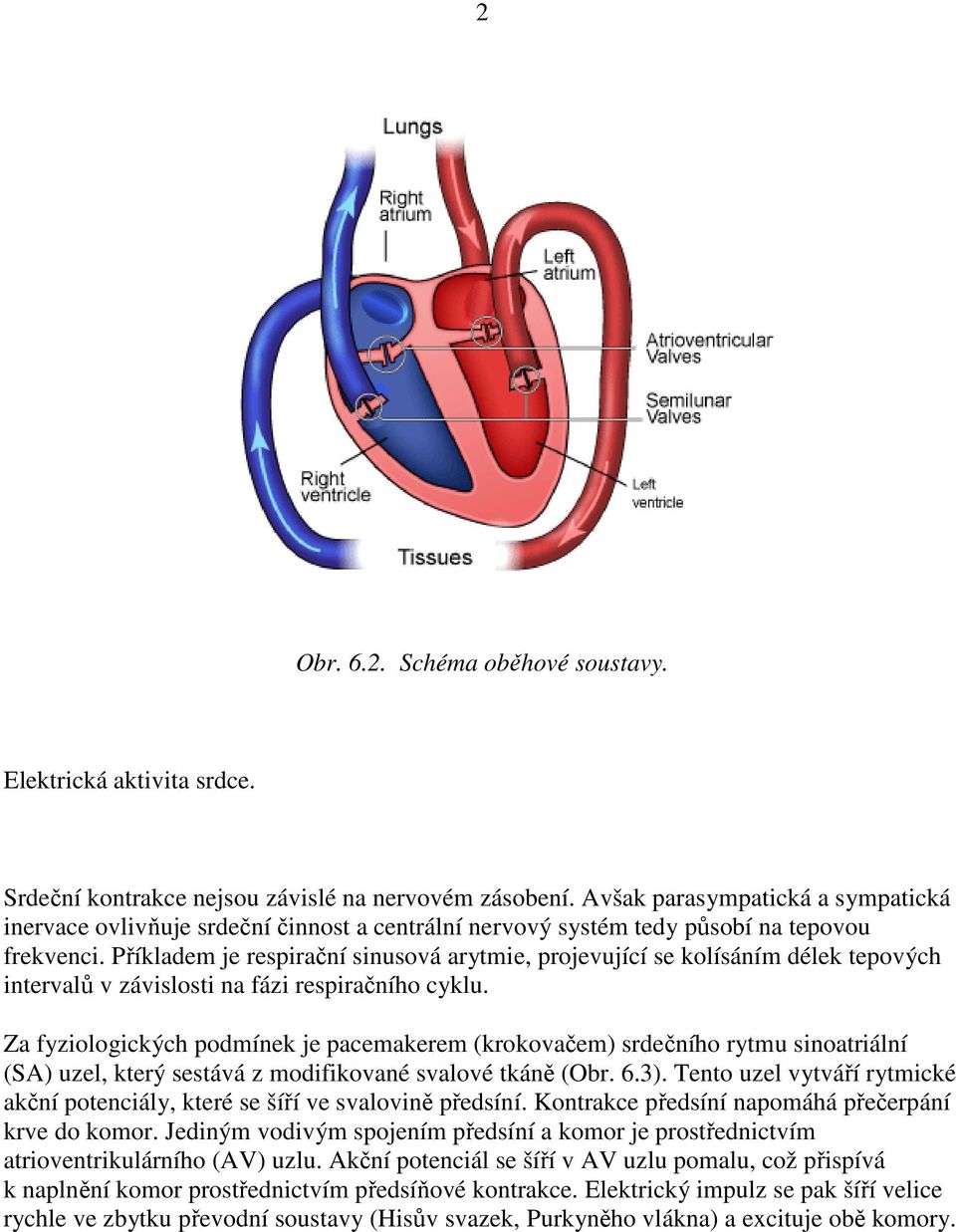 Příkladem je respirační sinusová arytmie, projevující se kolísáním délek tepových intervalů v závislosti na fázi respiračního cyklu.