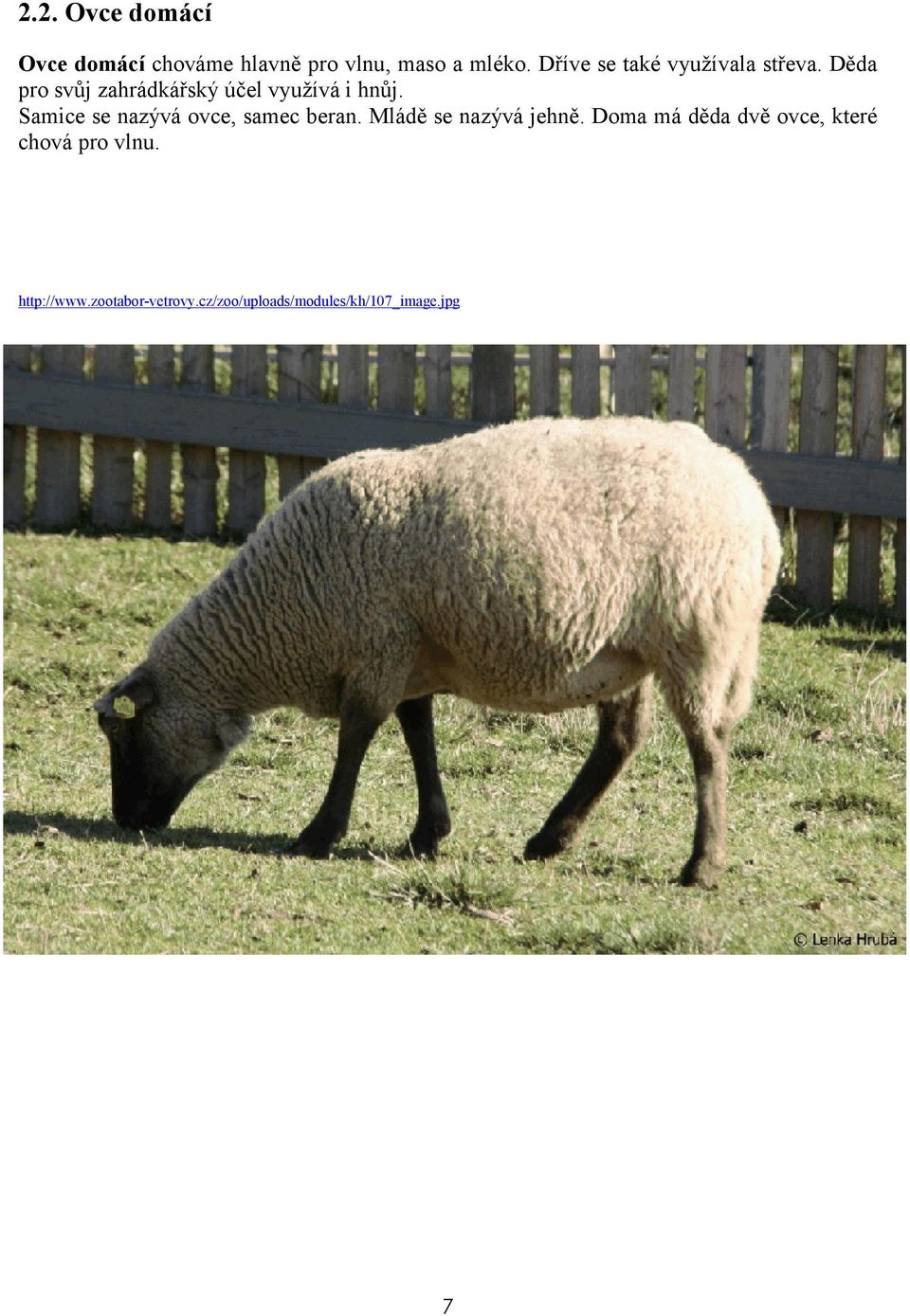 Samice se nazývá ovce, samec beran. Mládě se nazývá jehně.