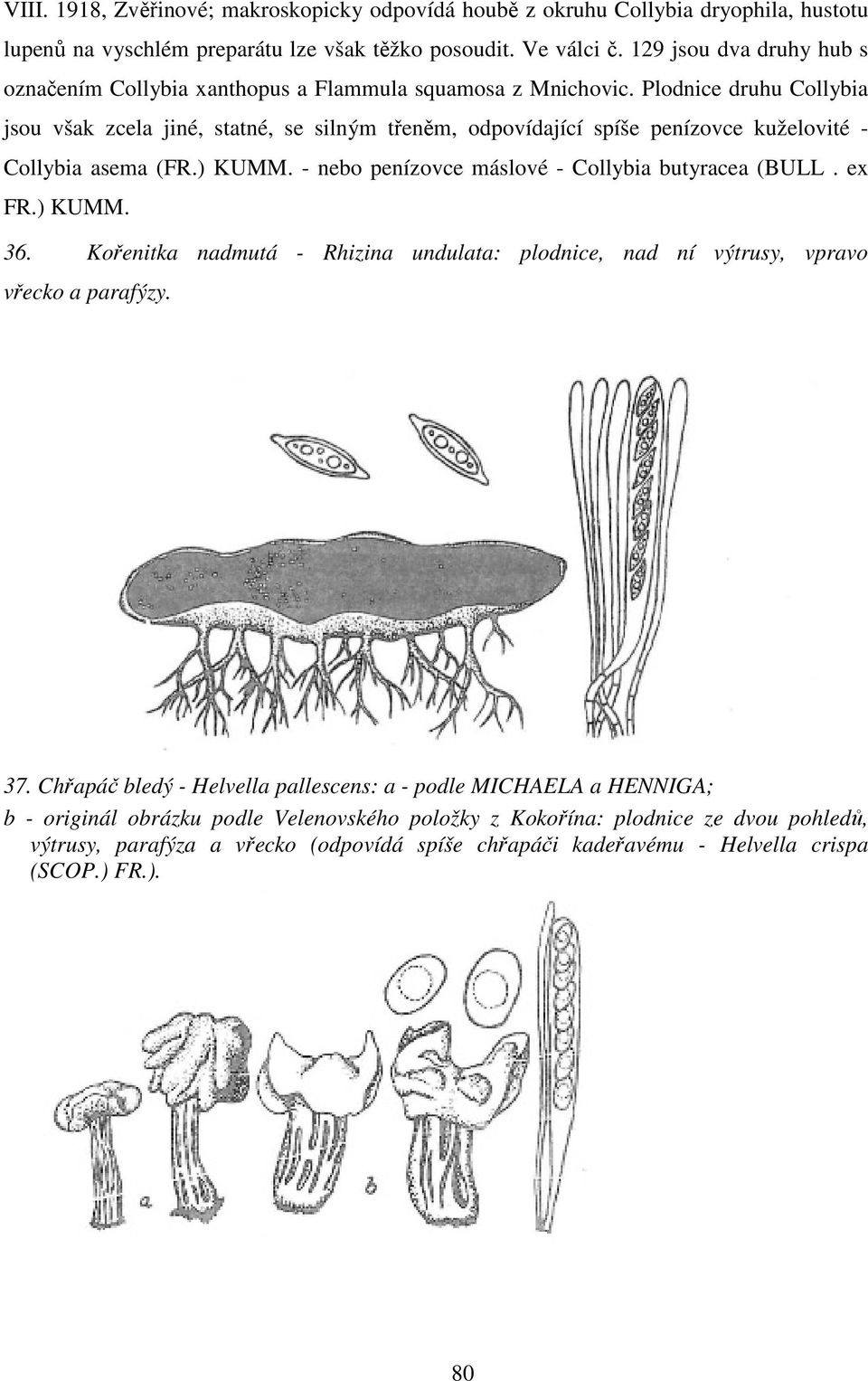 Plodnice druhu Collybia jsou však zcela jiné, statné, se silným třeněm, odpovídající spíše penízovce kuželovité - Collybia asema (FR.) KUMM. - nebo penízovce máslové - Collybia butyracea (BULL. ex FR.
