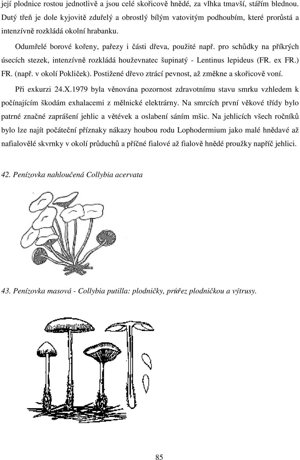 pro schůdky na příkrých úsecích stezek, intenzívně rozkládá houževnatec šupinatý - Lentinus lepideus (FR. ex FR.) FR. (např. v okolí Pokliček).