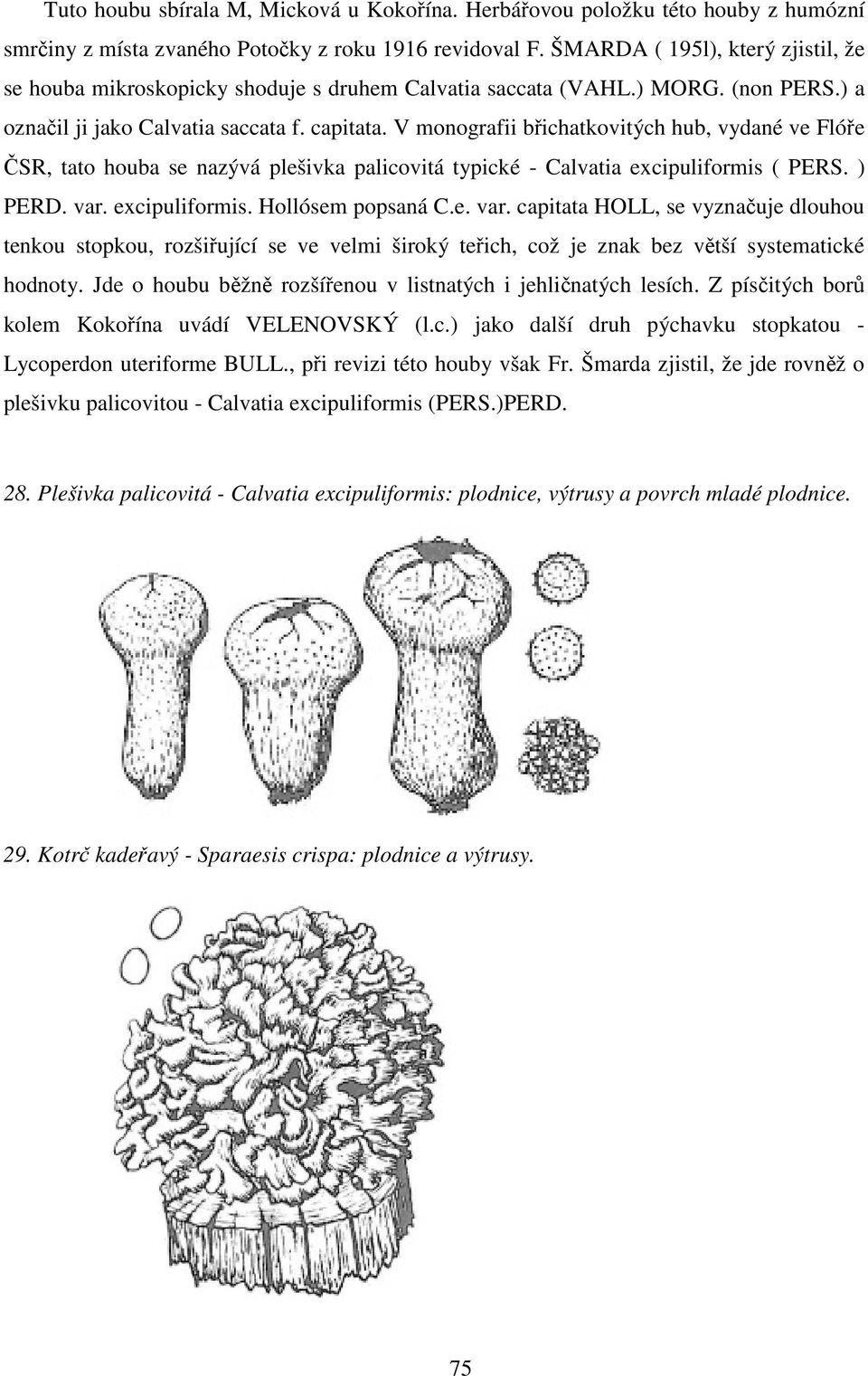 V monografii břichatkovitých hub, vydané ve Flóře ČSR, tato houba se nazývá plešivka palicovitá typické - Calvatia excipuliformis ( PERS. ) PERD. var.