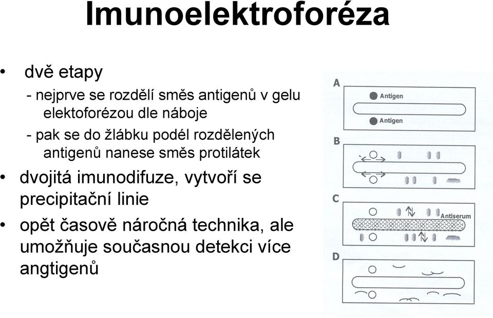 nanese směs protilátek dvojitá imunodifuze, vytvoří se precipitační