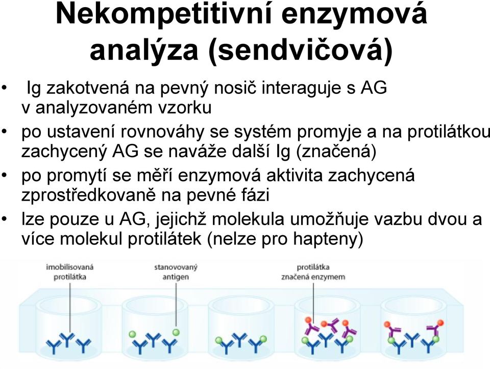 naváže další Ig (značená) po promytí se měří enzymová aktivita zachycená zprostředkovaně na