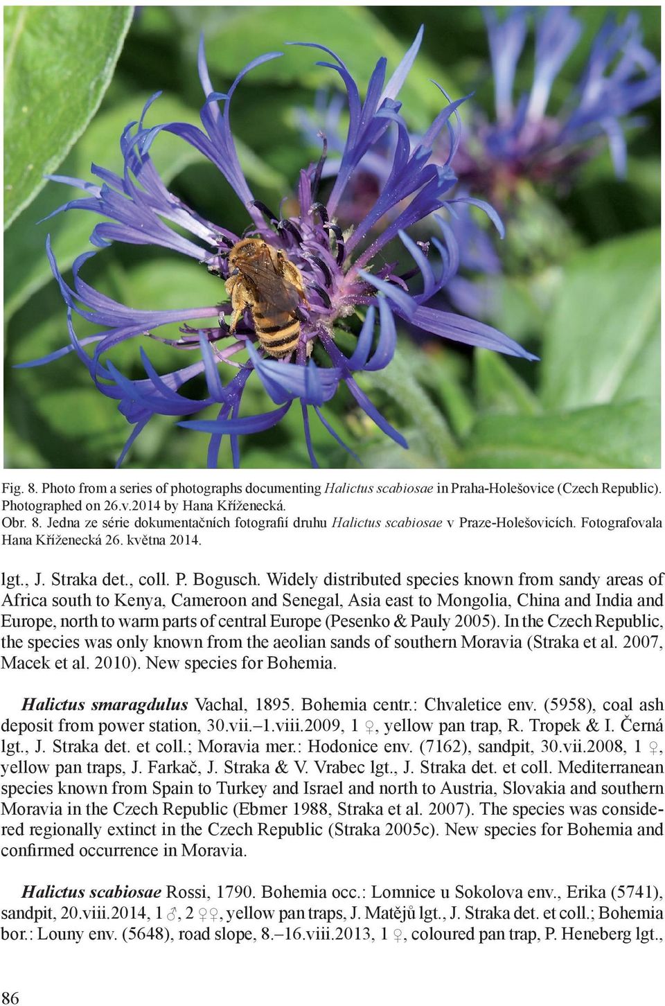 Widely distributed species known from sandy areas of Africa south to Kenya, Cameroon and Senegal, Asia east to Mongolia, China and India and Europe, north to warm parts of central Europe (Pesenko &