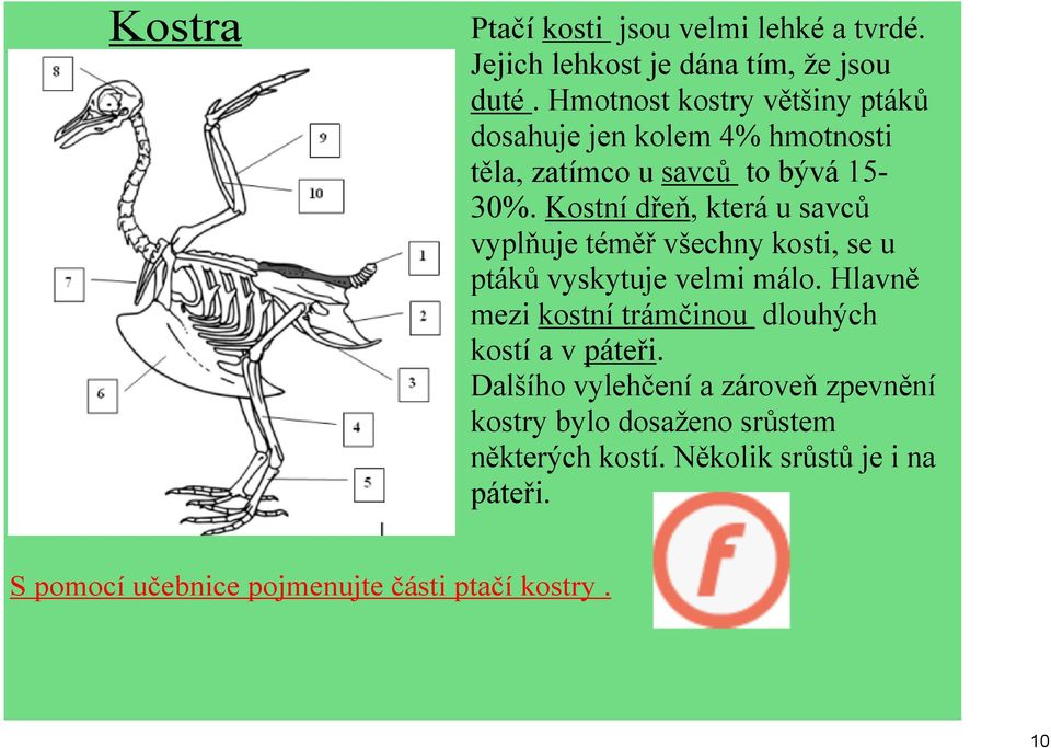 Kostní dřeň, která u savců vyplňuje téměř všechny kosti, se u ptáků vyskytuje velmi málo.