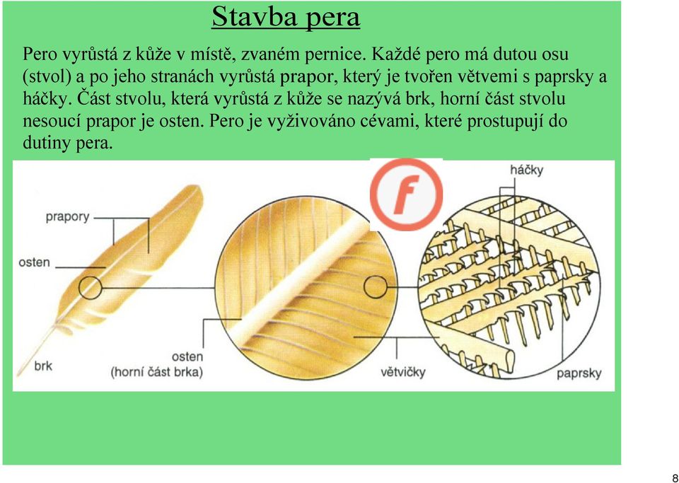 tvořen větvemi s paprsky a háčky.