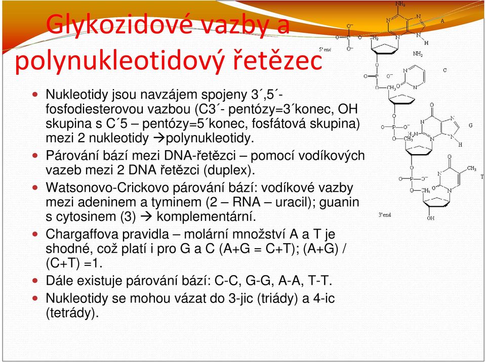 Watsonovo-Crickovo párování bází: vodíkové vazby mezi adeninem a tyminem (2 RNA uracil); guanin s cytosinem (3) komplementární.