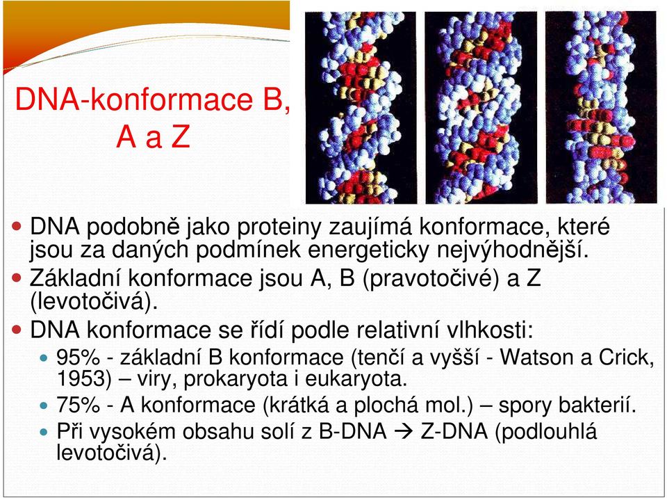 DNA konformace se řídí podle relativní vlhkosti: 95% - základní B konformace (tenčí a vyšší - Watson a Crick,