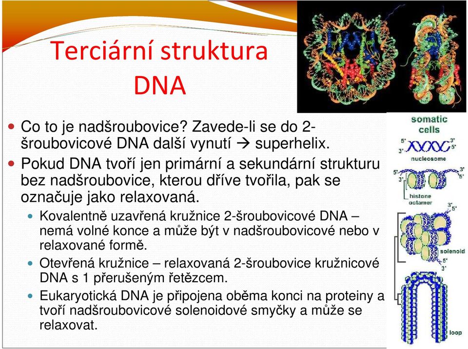 Kovalentně uzavřená kružnice 2-šroubovicové DNA nemá volné konce a může být v nadšroubovicové nebo v relaxované formě.