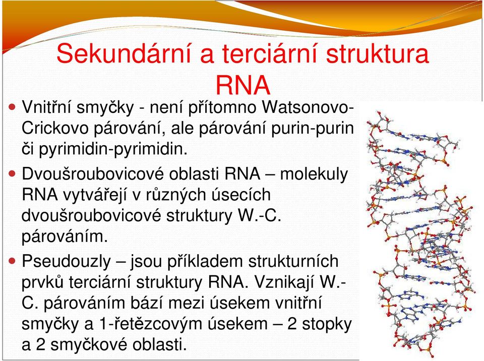 Dvoušroubovicové oblasti RNA molekuly RNA vytvářejí v různých úsecích dvoušroubovicové struktury W.-C.