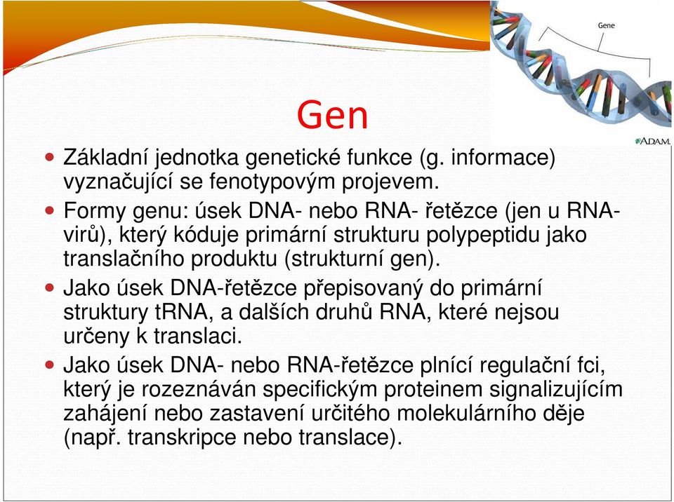 (strukturní gen). Jako úsek DNA-řetězce přepisovaný do primární struktury trna, a dalších druhů RNA, které nejsou určeny k translaci.