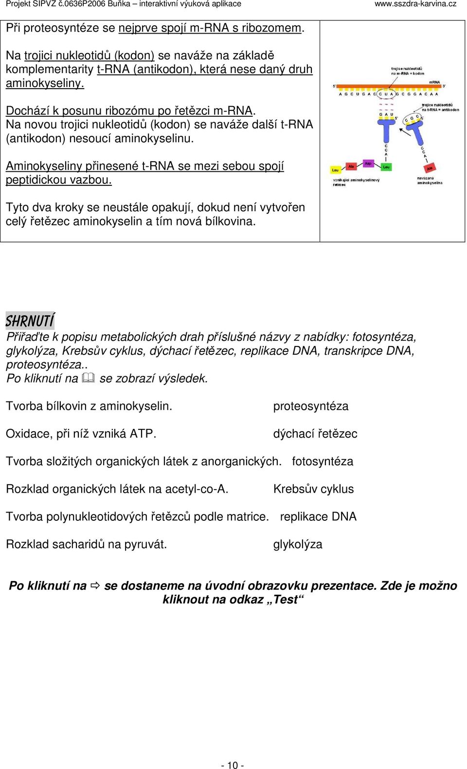 Aminokyseliny přinesené t-rna se mezi sebou spojí peptidickou vazbou. Tyto dva kroky se neustále opakují, dokud není vytvořen celý řetězec aminokyselin a tím nová bílkovina.