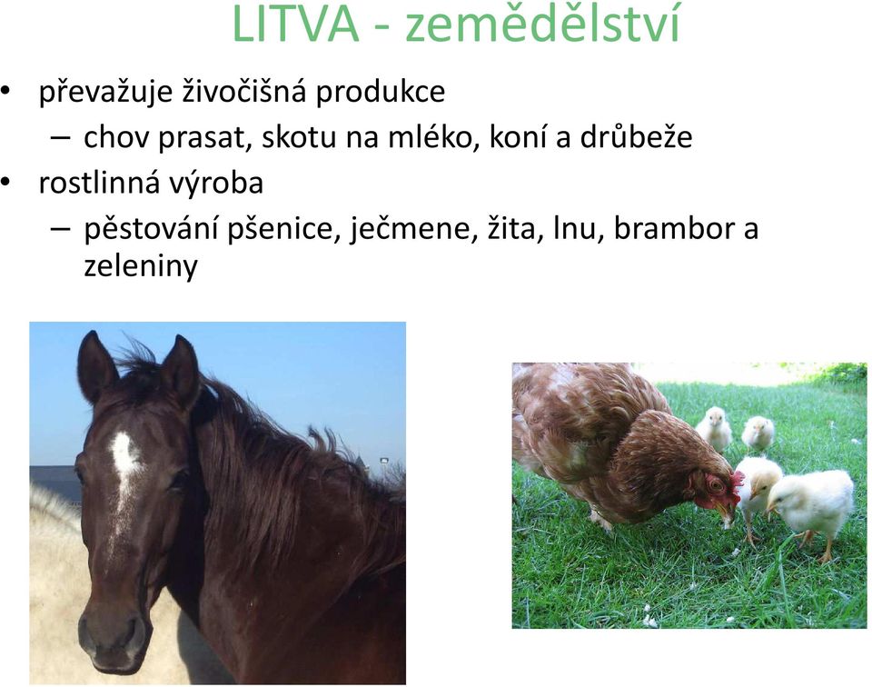 koní a drůbeže rostlinná výroba pěstování