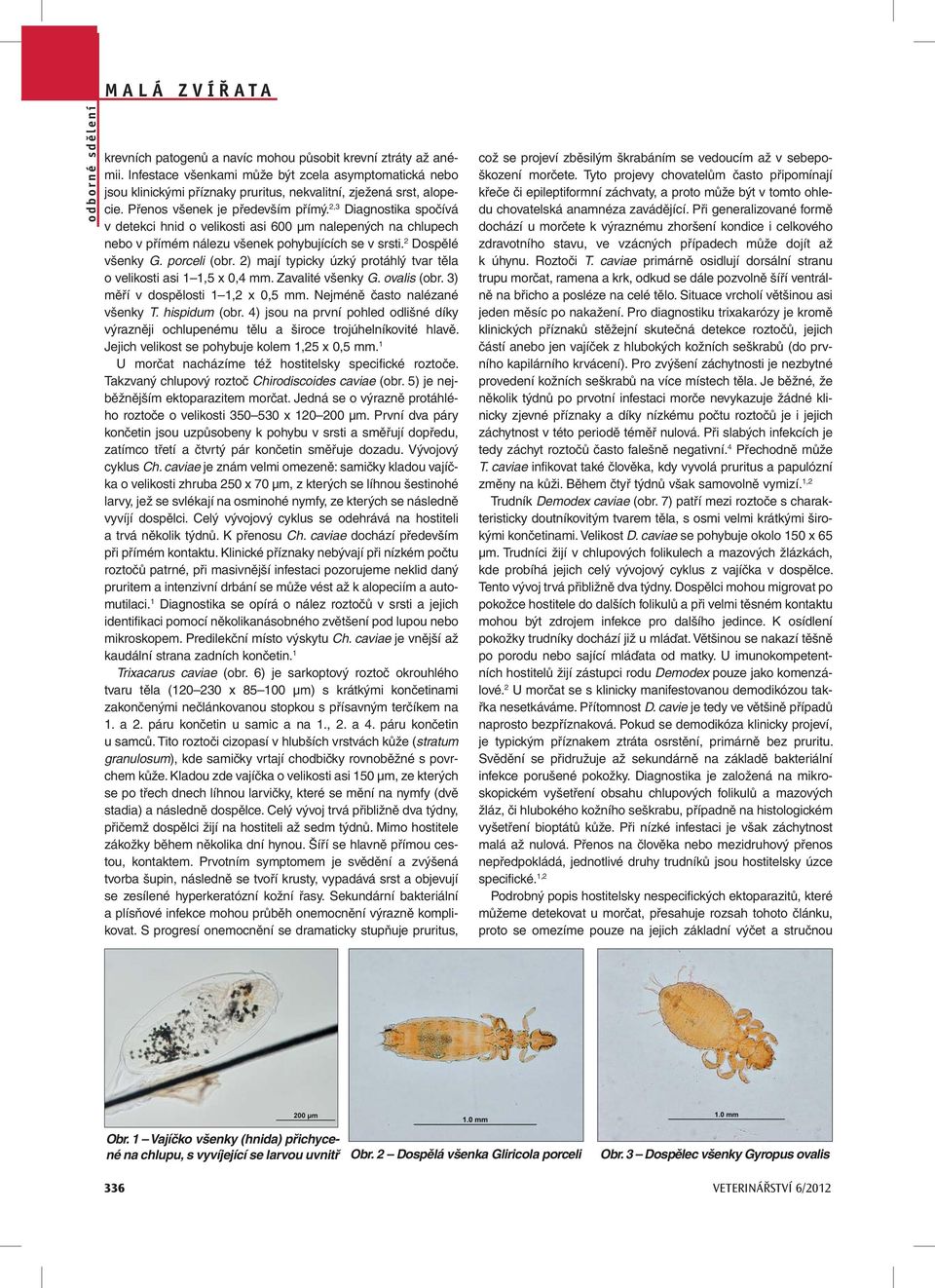 porceli (obr. 2) mají typicky úzký protáhlý tvar těla o velikosti asi 1 1,5 x 0,4 mm. Zavalité všenky G. ovalis (obr. 3) měří v dospělosti 1 1,2 x 0,5 mm. Nejméně často nalézané všenky T.