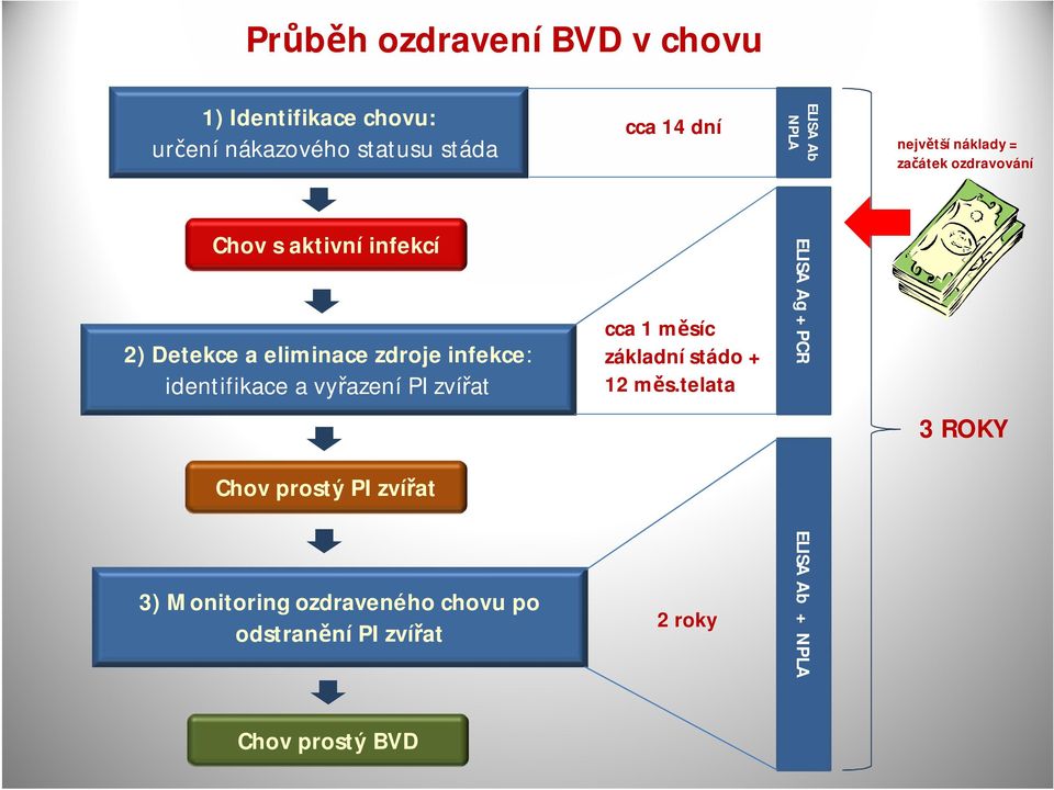 stádo + 12 měs.