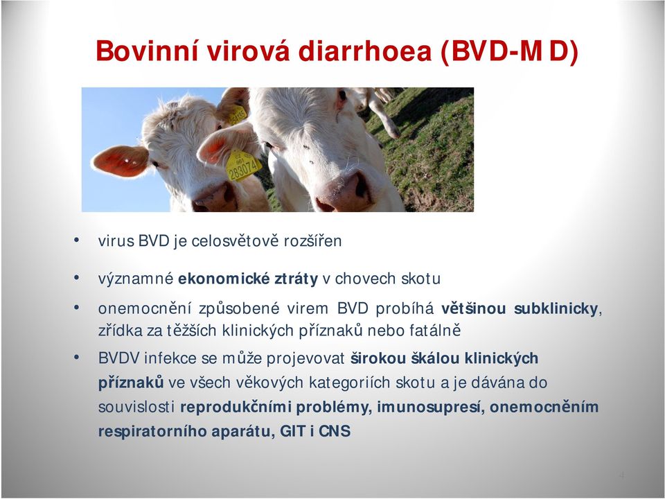 nebofatálně BVDV infekce se může projevovat širokou škálou klinických příznaků ve všech věkových kategoriích