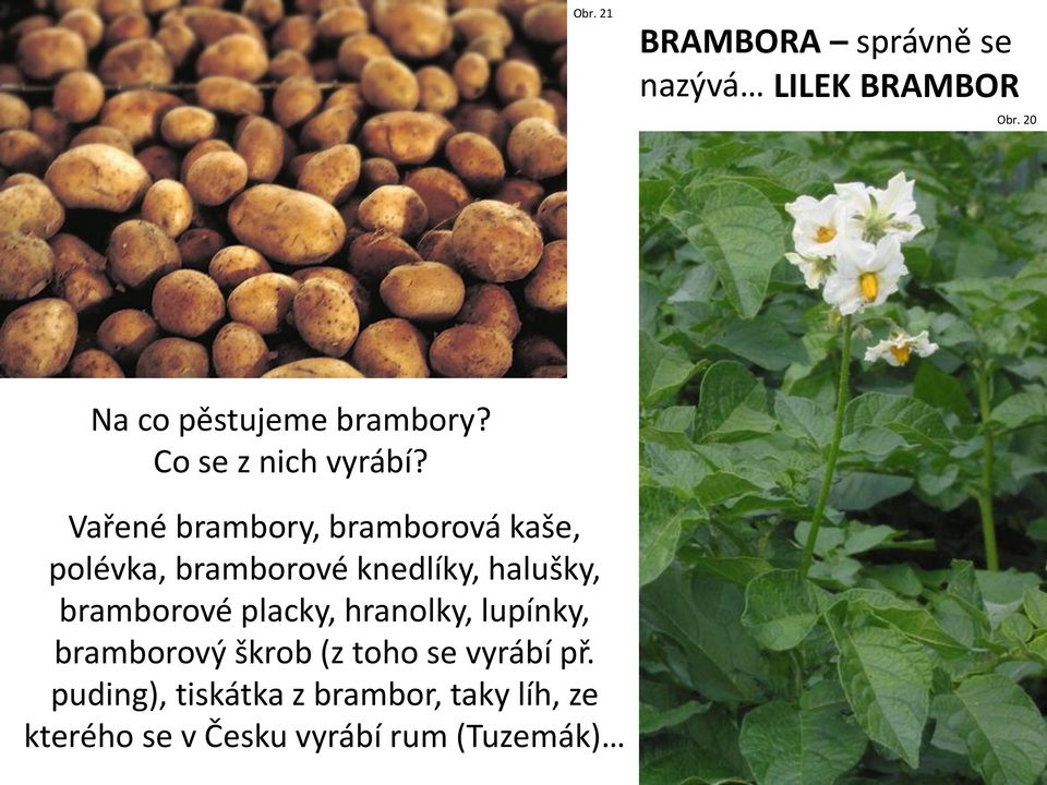 Vařené brambory, bramborová kaše, polévka, bramborové knedlíky, halušky, bramborové