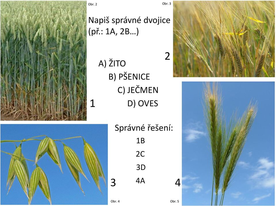 : 1A, 2B ) 1 A) ŽITO B) PŠENICE C)