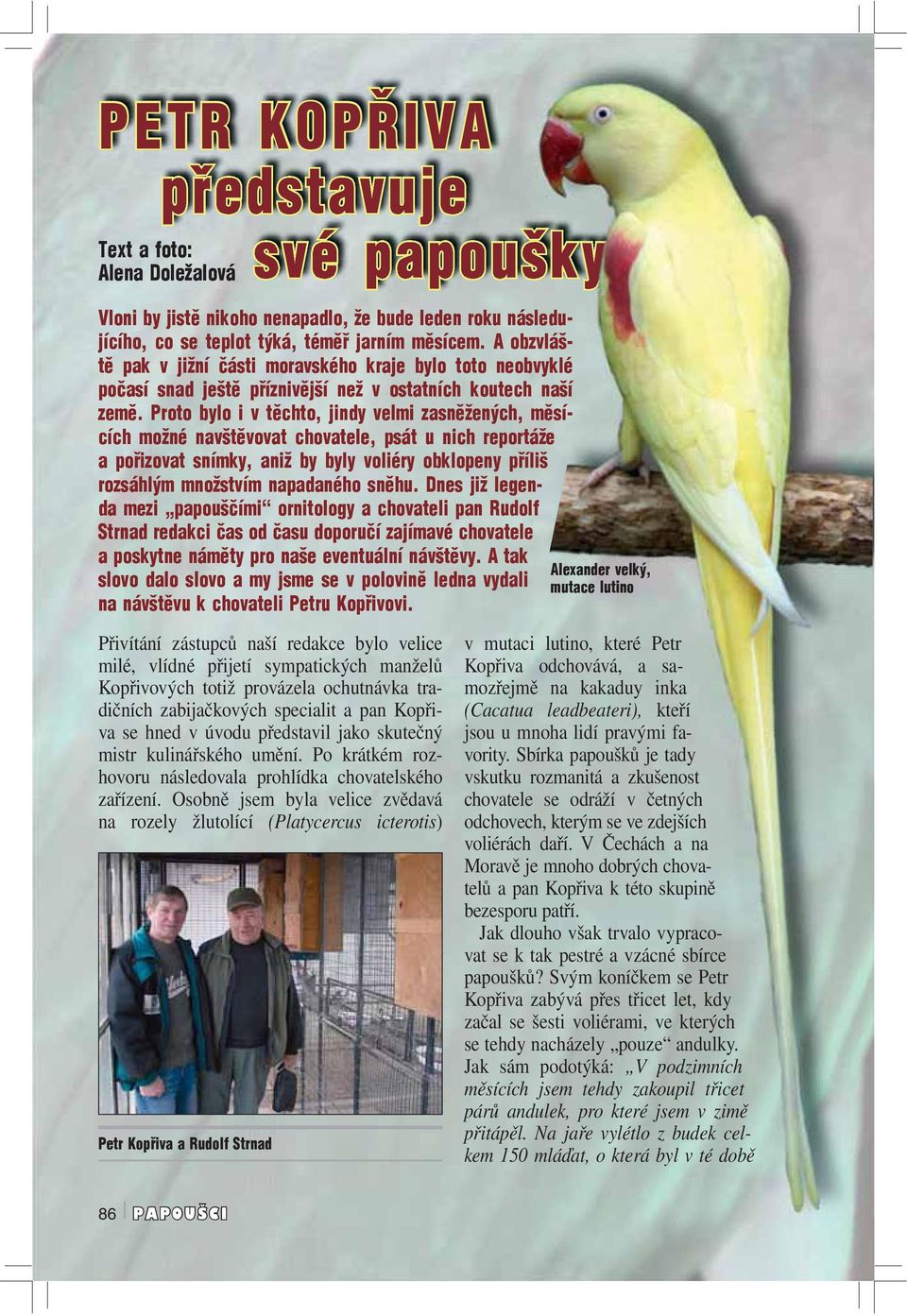 Proto bylo i v těchto, jindy velmi zasněžených, měsících možné navštěvovat chovatele, psát u nich reportáže a pořizovat snímky, aniž by byly voliéry obklopeny příliš rozsáhlým množstvím napadaného