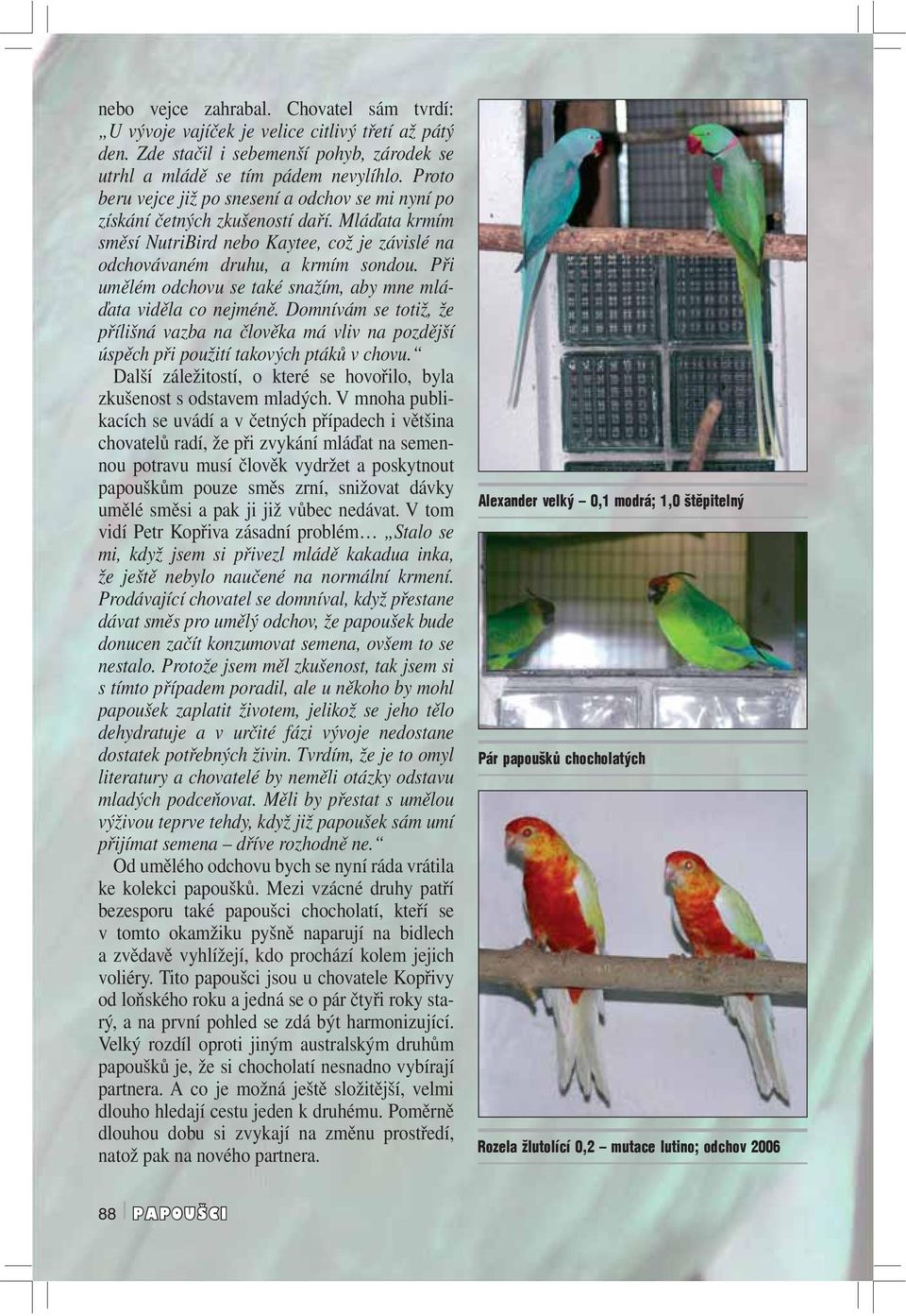 Při umělém odchovu se také snažím, aby mne mláďata viděla co nejméně. Domnívám se totiž, že přílišná vazba na člověka má vliv na pozdější úspěch při použití takových ptáků v chovu.
