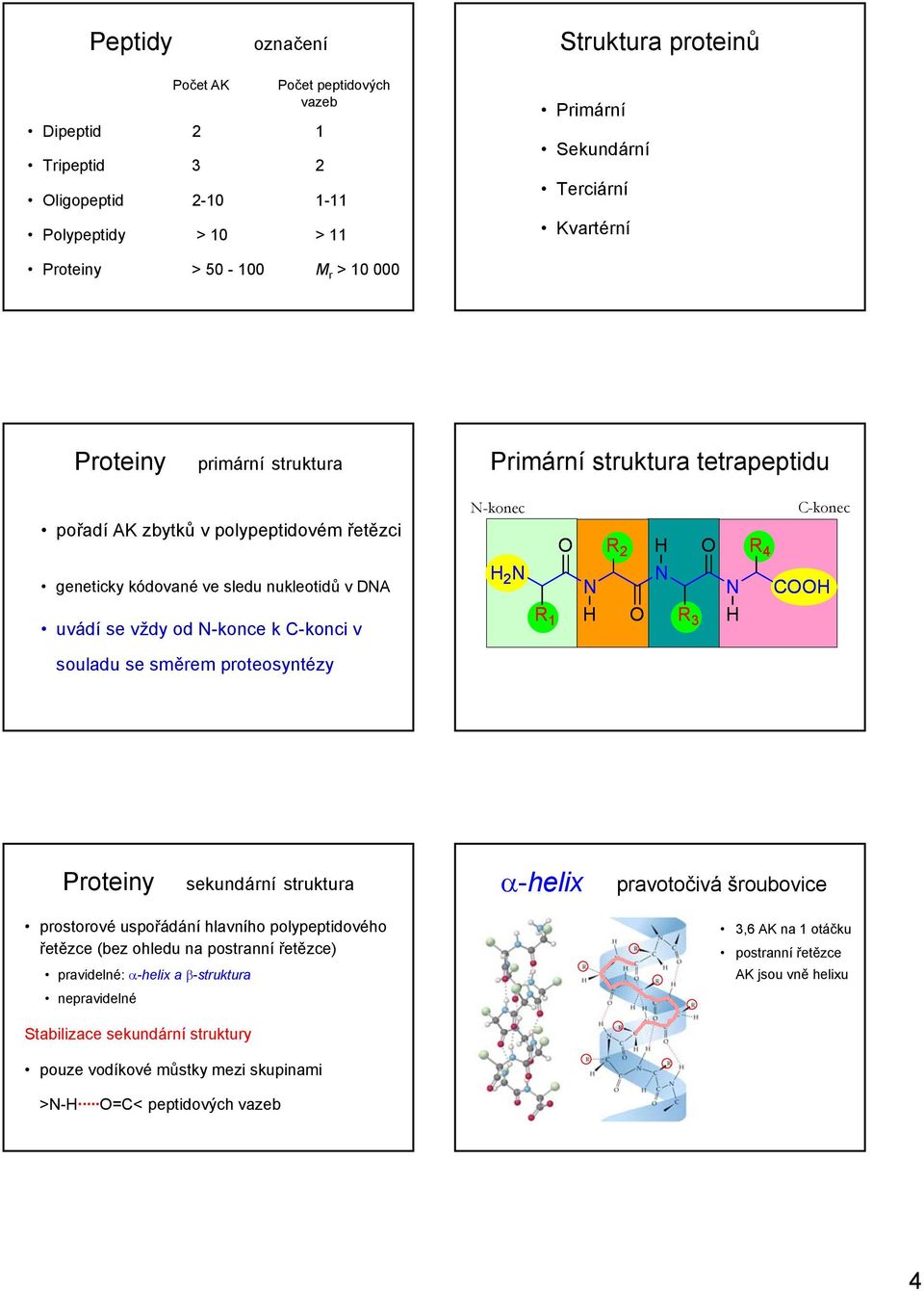 -konci v R 1 R 3 souladu se směrem proteosyntézy sekundární struktura α-helix pravotočivá šroubovice prostorové uspořádání hlavního polypeptidového řetězce (bez ohledu na postranní řetězce)