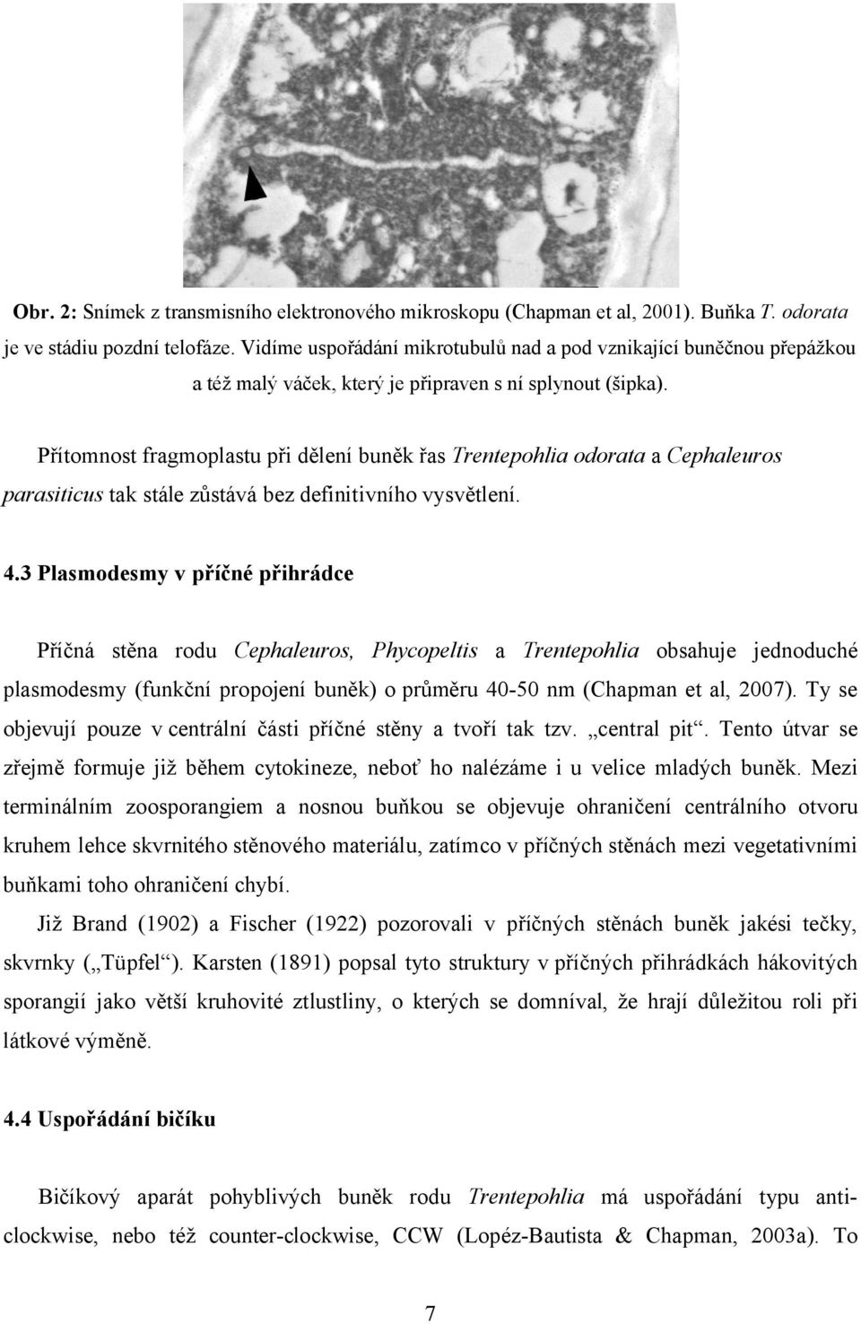 Přítomnost fragmoplastu při dělení buněk řas Trentepohlia odorata a Cephaleuros parasiticus tak stále zůstává bez definitivního vysvětlení. 4.