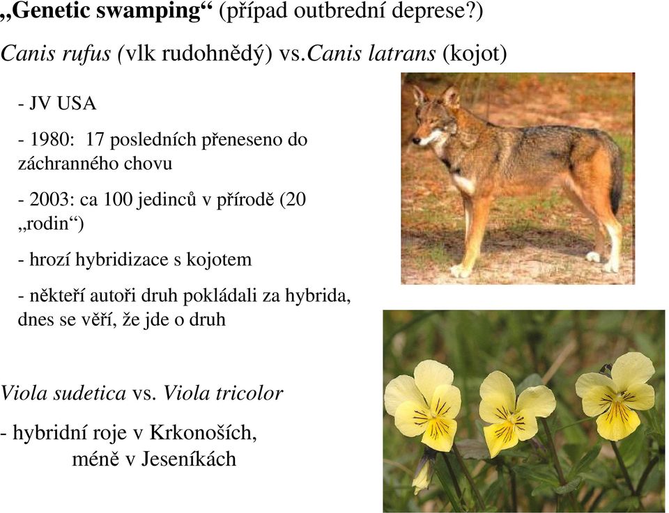 100 jedinců v přírodě (20 rodin ) - hrozí hybridizace s kojotem - někteří autoři druh pokládali