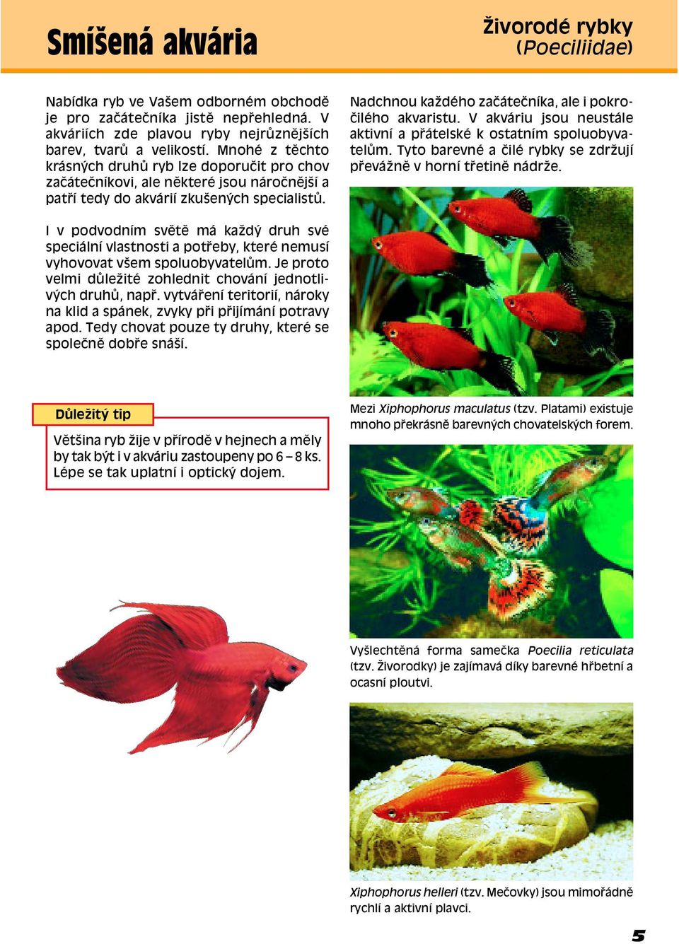 Nadchnou kaûdèho zaëáteëníka, ale i pokro- ËilÈho akvaristu. V akváriu jsou neustále aktivní a p átelskè k ostatním spoluobyvatel m.