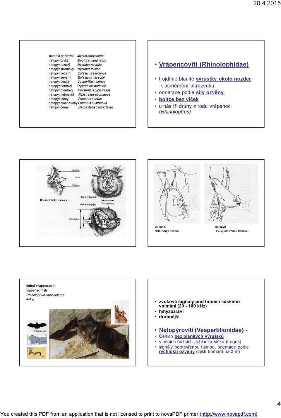 auritus netopýr dlouhouchý Plecotus austriacus netopýr černý Barbastella barbastellus Vrápencovití (Rhinolophidae) trojdílné blanité výrůstky okolo nozder k usměrnění ultrazvuku orinetace podle síly