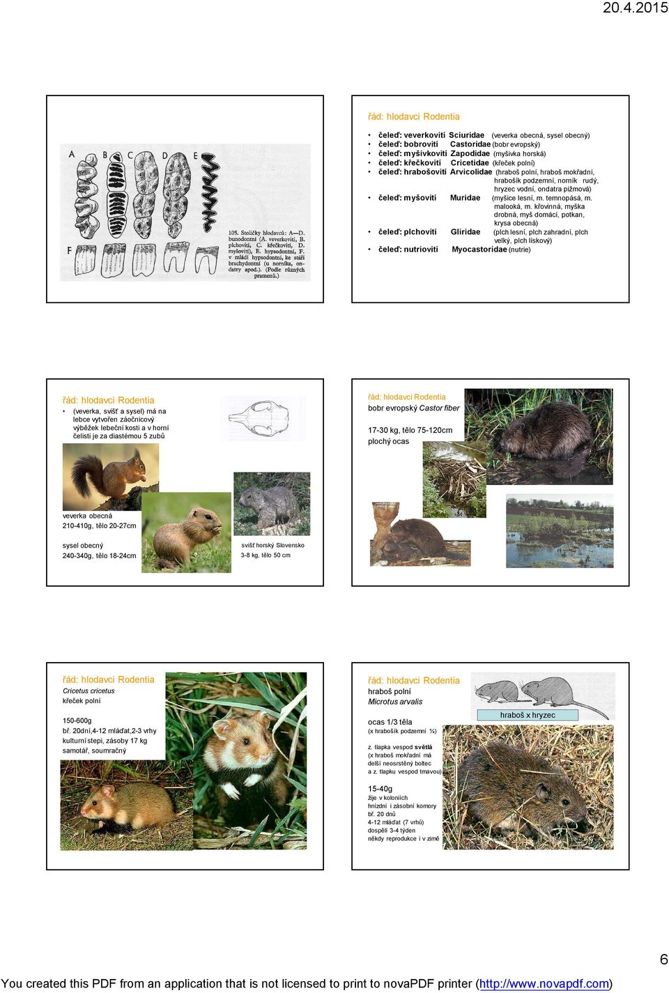 ondatra pižmová) Muridae (myšice lesní, m. temnopásá, m. malooká, m.