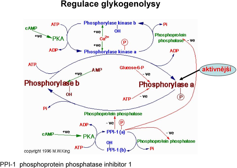aktivnější PPI-1