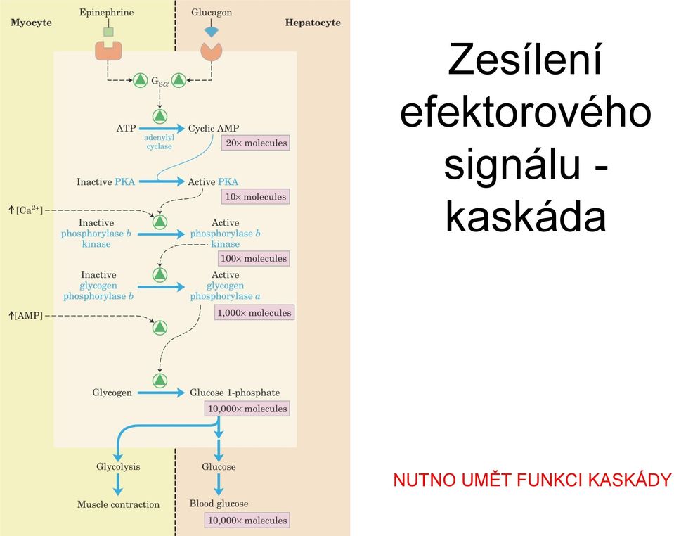 signálu -