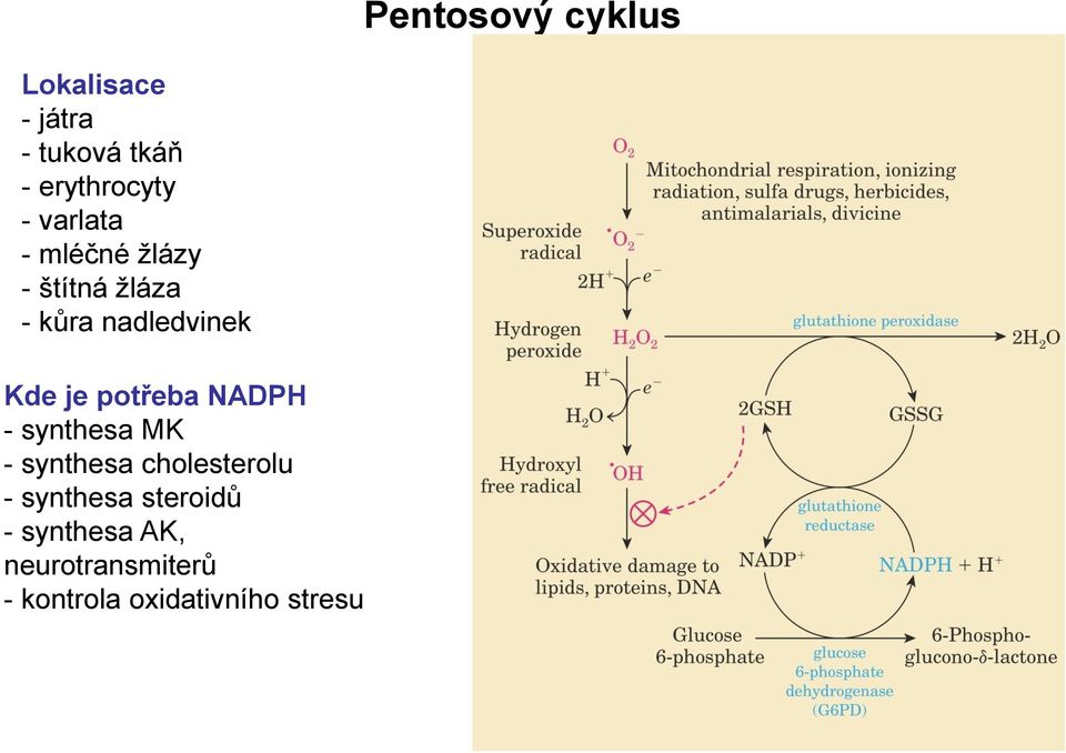 potřeba NADPH - synthesa MK - synthesa cholesterolu - synthesa