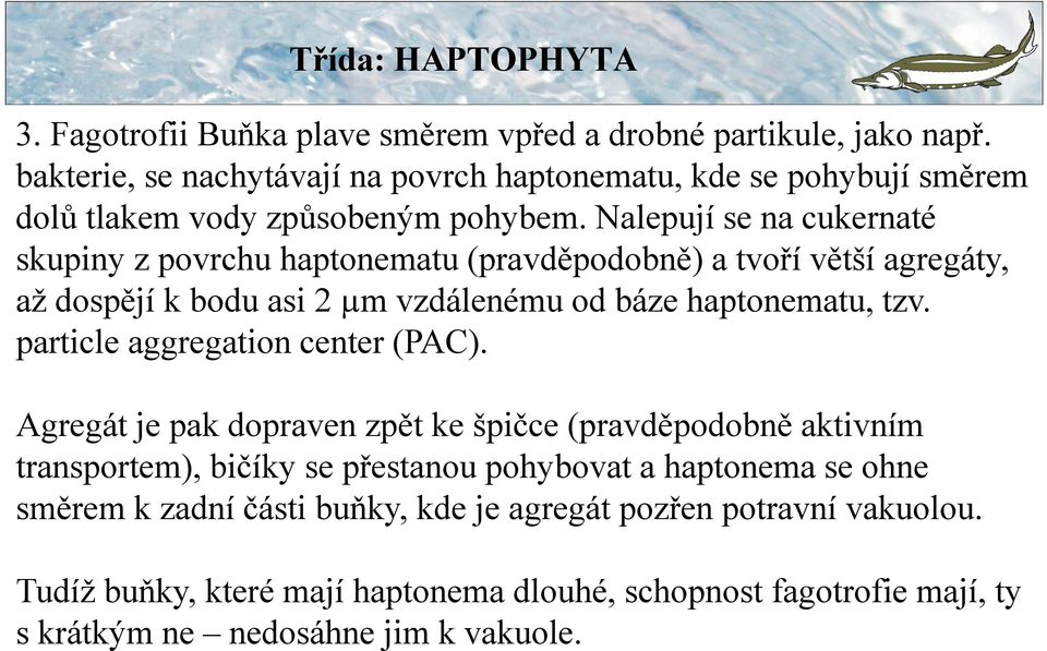 Nalepují se na cukernaté skupiny z povrchu haptonematu (pravděpodobně) a tvoří větší agregáty, až dospějí k bodu asi 2 µm vzdálenému od báze haptonematu, tzv.