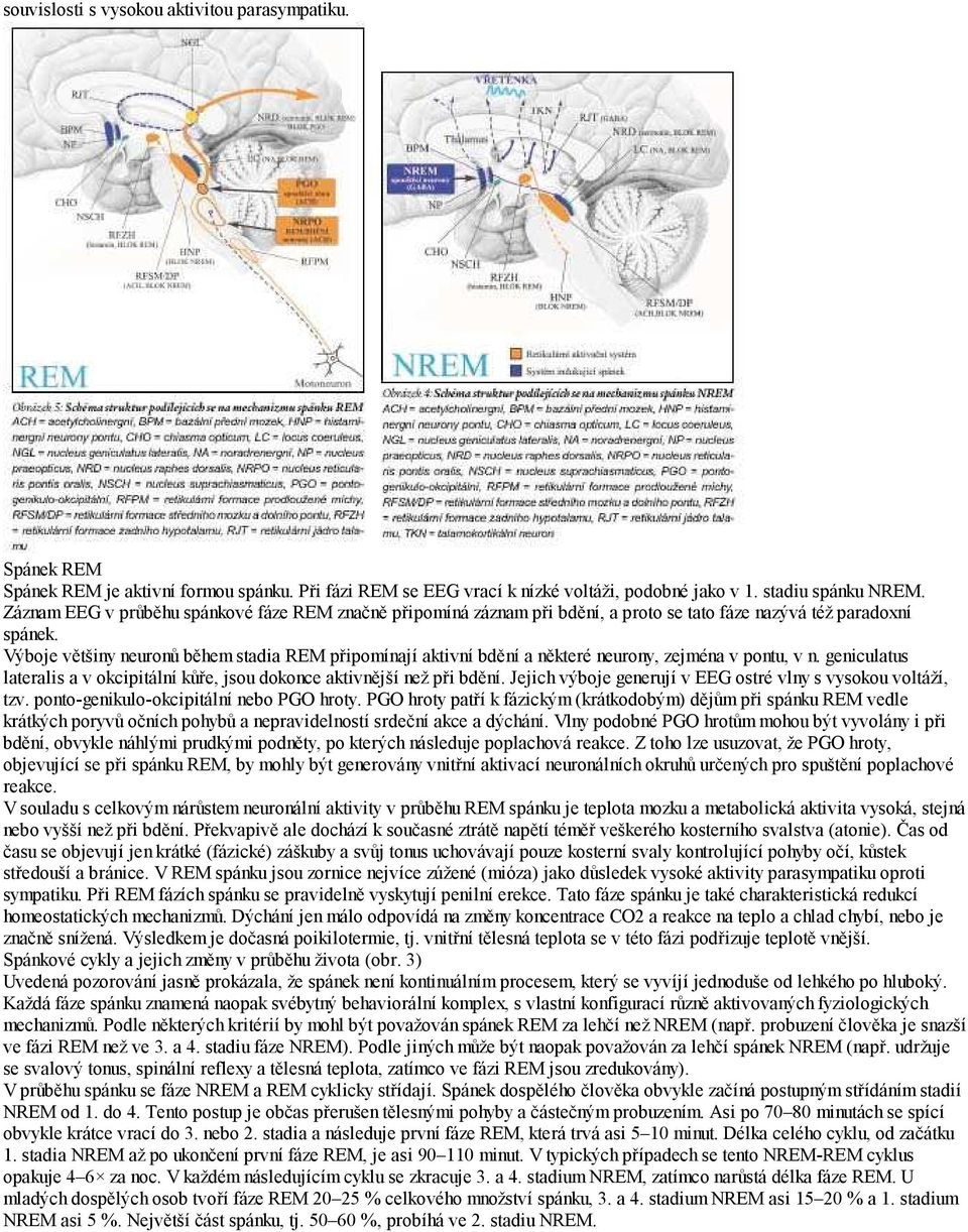 Výboje většiny neuronů během stadia REM připomínají aktivní bdění a některé neurony, zejména v pontu, v n. geniculatus lateralis a v okcipitální kůře, jsou dokonce aktivnější než při bdění.