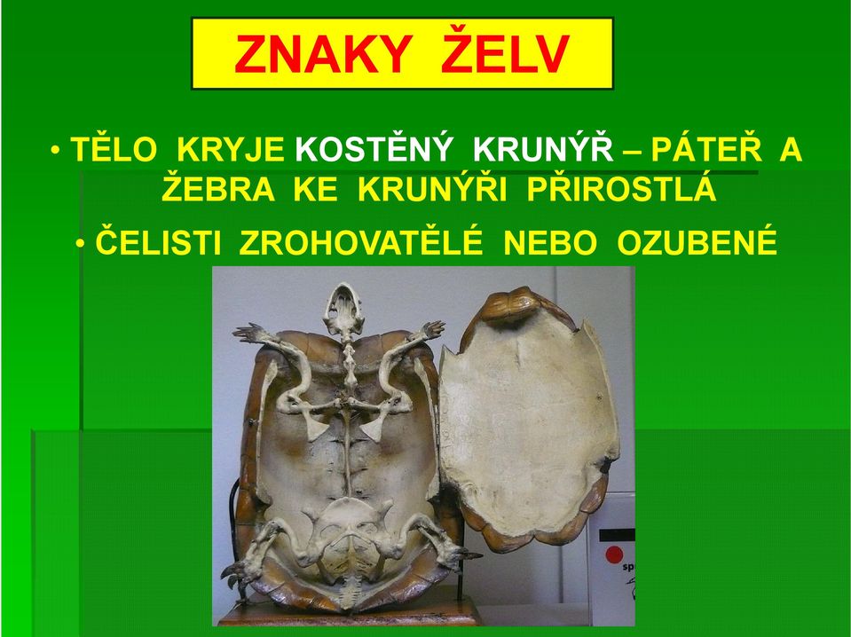 ŽEBRA KE KRUNÝŘI