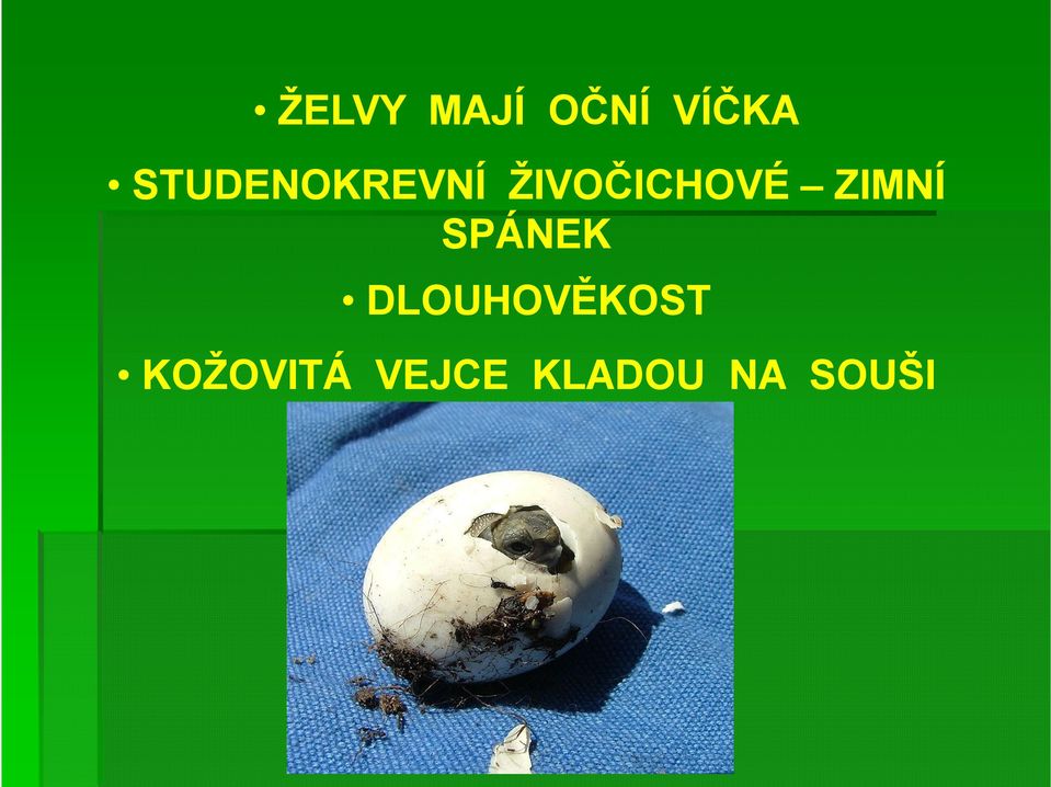 ZIMNÍ SPÁNEK DLOUHOVĚKOST