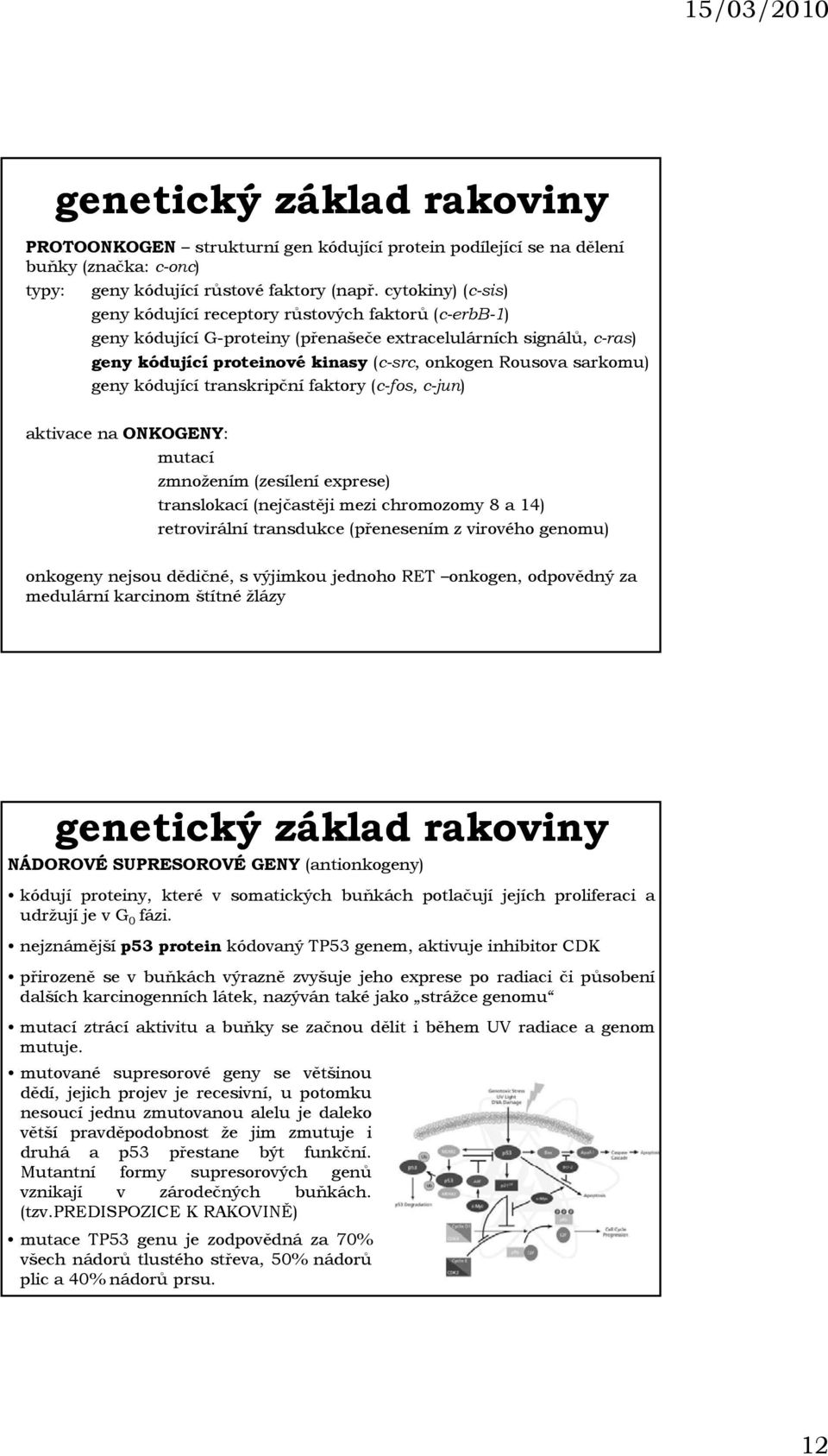 sarkomu) geny kódující transkripční faktory (c-fos, c-jun) aktivace na ONKOGENY: mutací zmnožením (zesílení exprese) translokací (nejčastěji mezi chromozomy 8 a 14) retrovirální transdukce