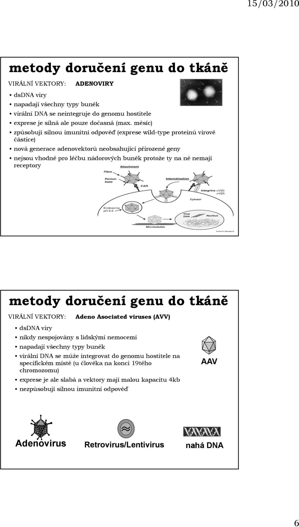 nemají receptory metody doručení genu do tkáně VIRÁLNÍ VEKTORY: Adeno Asociated viruses (AVV) dsdna viry nikdy nespojovány s lidskými nemocemi napadají všechny typy buněk virální DNA se může