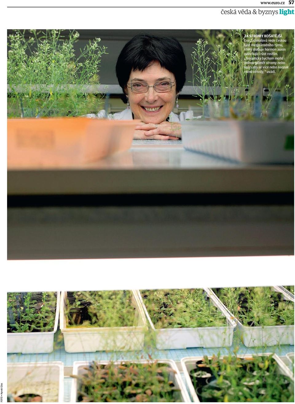 hormon auxin ovlivňující růst rostlin.