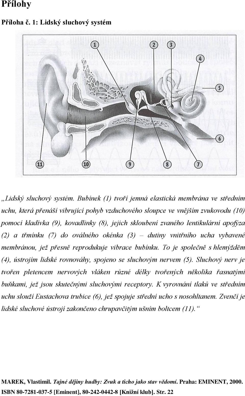 lentikulární apofýza (2) a třmínku (7) do oválného okénka (3) dutiny vnitřního ucha vybavené membránou, jež přesně reprodukuje vibrace bubínku.