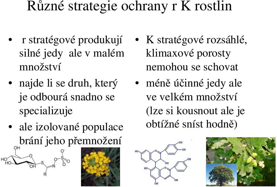 populace brání jeho přemnožení K stratégové rozsáhlé, klimaxové porosty nemohou se