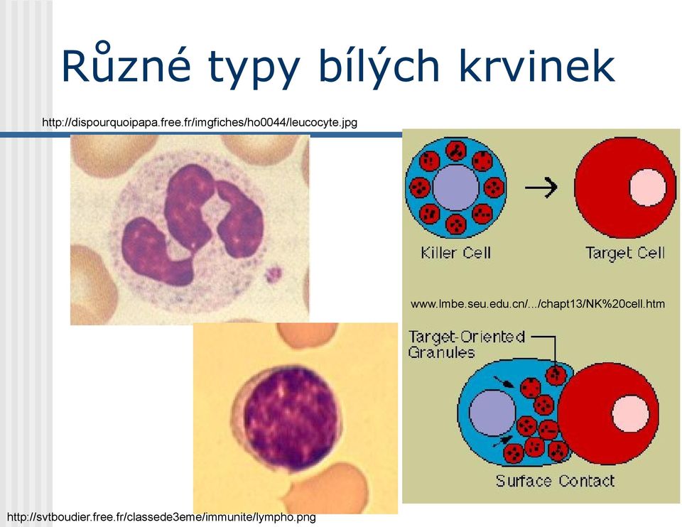 fr/imgfiches/ho0044/leucocyte.jpg www.lmbe.seu.